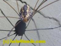 /home//u458753944/public_html/sourcegallery/////////////////Insects and small critters/spiders and kin (Arachnida)/P1140169.JPG